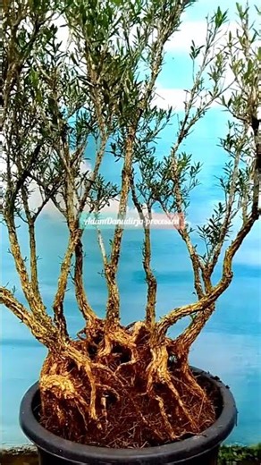 The process of changing pots for garden mode Buxus bonsai materials🤗