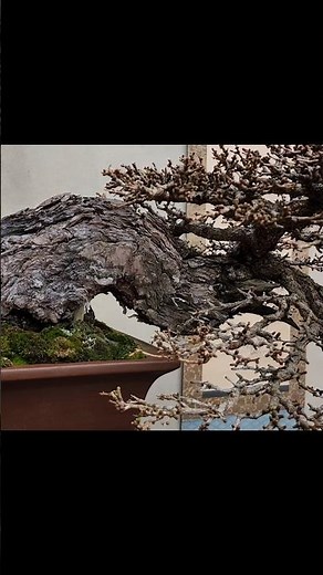 [유럽] 낙엽송 "잎갈나무" 분재 감상 #분재 #bonsai #盆栽 #盆景 #盆景制作 #정원수 #특수목 #분재개작