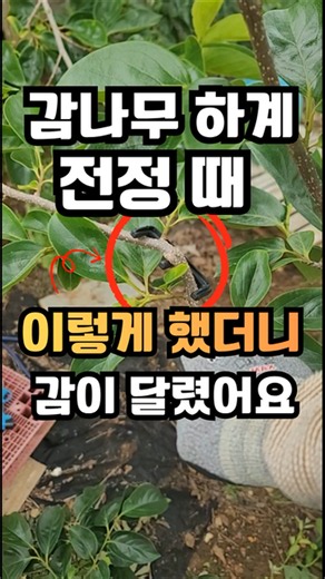 [583] 감나무 도장지를 하계전정할 때 눕혀 줬더니 감이 주렁 주렁 달렸어요! #감나무하계전정 #감나무도장지활용