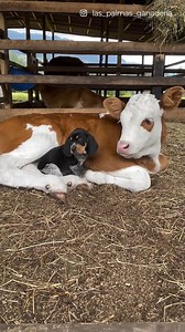 Dogs can make friends with just about anybody 🥹❤️ | The Woof World
