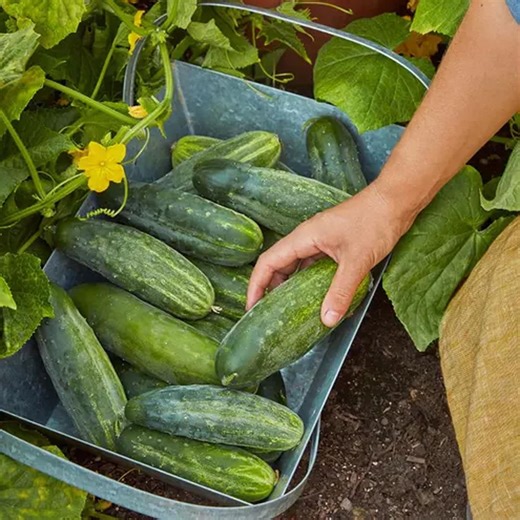 Spacemaster Cucumber Seeds – Compact Bush Cucumber for Containers & Small Gardens, Crisp Green Fruit, Easy Heirloom Variety - Etsy