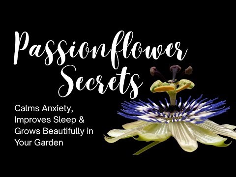 Passionflower Secrets: Calms Anxiety, Improves Sleep & Grows Beautifully in Your GardenPassionflower