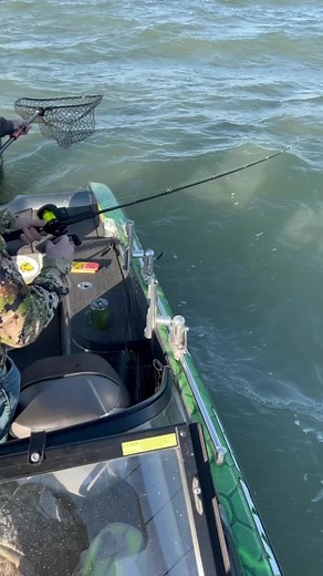 Lake Erie Eater 襤閭 #lakeerie #fishing #cootslures #letsgofishing...