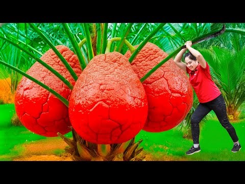 Harvest Giant cracked Grapefruit & Go to Market Sell | The world's largest and rarest grapefruit