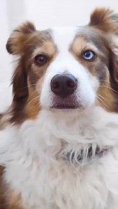 Because a calm dog is a happy dog  ADAPTIL helps your pup feel safe and comforted, no matter what the day brings. From collars and diffusers to calming chews, there’s a solution for every pup. Shop now for your dog’s zen moment 律 #adaptil #calmingsupplements #doganxiety #dogsupplements #petparents #doglovers | Animed Direct | Facebook