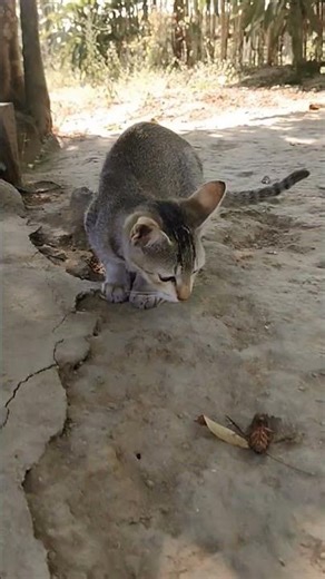 #my cat catch cockroach 😺😍