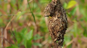 Olive-backed sunbird - Cinnyris jugularis, also known as the yellow-bellied sunbird, is a southern Far Eastern species of sunbird. Hanging nest in the bush with sitting parent.
