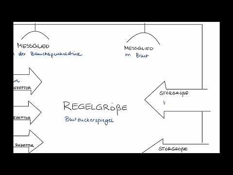 Regulation des Blutzuckerspiegels (Regelkreis)