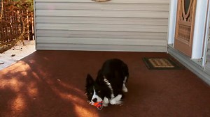 6.9K views · 52 reactions | Did you know that neutering can improve your pet's behaviour and health? Learn more here! | Sask Vets | Facebook