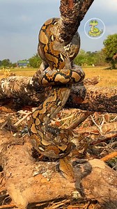 73K views · 368 reactions | Wow Big Python Snake #snaketv #snake #snakefb #snakeclip #lovesnake #snakecare #snakeaction #snakereels #snakevlog #snakelover #snakevideo #reelschallenge #reels #reelsfbシ #reelsfb #usa #japan #fbreels #funny #prank #viral #boom #newvideos #snake2024 #magic #canada #boom2024 | Snake TV | Facebook