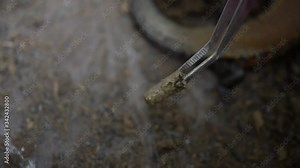 Time lapse video feeding a red lizard