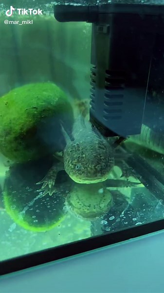 💃🕺 #axolotl #dance