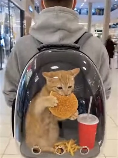 Extreme Try Not to Laugh Challenge with Cats