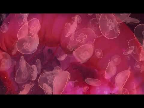 Jesse hackett - Nocturnes - Darkusosy Horizontal Video By Esther Johnson