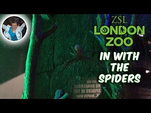 In With The Spiders | ZSL London Zoo