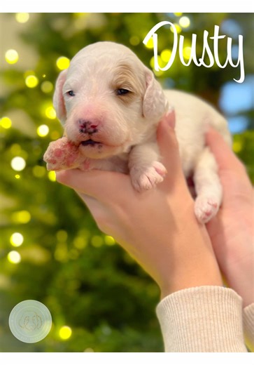 ✨ Two Weeks of Dusty Magic ✨ Our sweet Dusty is showing off his handsome white-and-brown Parti markings and getting cuter by the minute. Those little eyes are peeking open and his snuggles are undefeated. 🤍🤎🐶 Stay tuned — this boy is going to be a heart-stealer! #PartiPup #GoldendoodleBaby #Dusty #TwoWeeksOld #CelebrationLitter