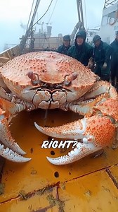 Meet one of the largest crab species on the planet!#CrabFacts #OceanLife #MarineAnimals #WildlifeWonder #NatureDiscovery #AnimalKnowledge | Geographical Beauty