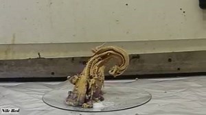 11K views · 196 reactions | Alchemy in action! Mercury(II) thiocyanate (Hg(SCN)2) is an inorganic chemical compound, the coordination complex of Hg2+ and the thiocyanate anion. It is a white powder. It will produce a large, winding “snake” when ignited, an effect known as the Pharaoh’s Serpent. | Industrial designers | Facebook