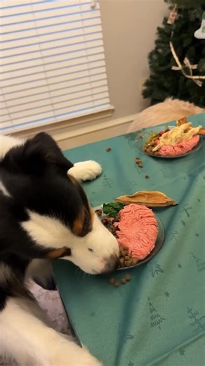 Abba Furgason on Instagram: "It’s a wild hosting day over here but the dogs are never left out of the festivities. While the turkey was in the oven, we whipped up the boys their very own Thanksgiving feast 🍁🍽️ Their menu was chef’s kiss: • “Stuffing” made with crushed @botanicalbonesco + Canine Caviar Synergy Vegetable Mix • Raw ground turkey • Spinach • Green beans • Pure pumpkin purée • Cranberries • @vitalessentialsraw freeze-dried whole quail • Greek yogurt • A sprinkle of @openfarmpet Tai