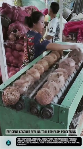 Efficient Coconut Peeling tool for farm processing #tools