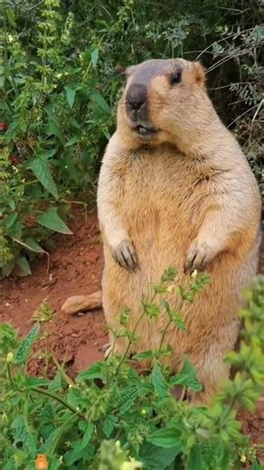 "Despite their chubby appearance, groundhogs can run up to 14 km/h (9 mph)."