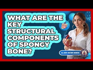 What Are the Key Structural Components of Spongy Bone?