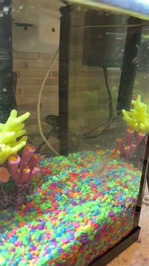 #guppy Our Guppy Surprised Us With an unusually Long Waste Strand.