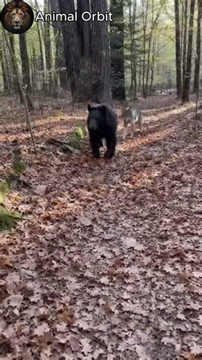 Man Calls and a Chimpanzee and Wolf Come Running