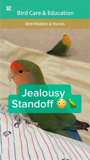 Enter Flock Rivalry…🫣🦜 | Georgie Retrieval Training Ep.3 | Bird Enrichment + Feathered Fun