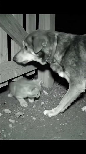 Cat and Dog Walking Together at Night — Pure Friendship