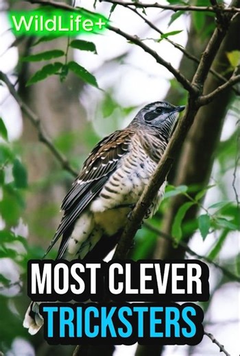 The Cuckoo’s Secret Trick 🐦 | Nature’s Smartest Deception