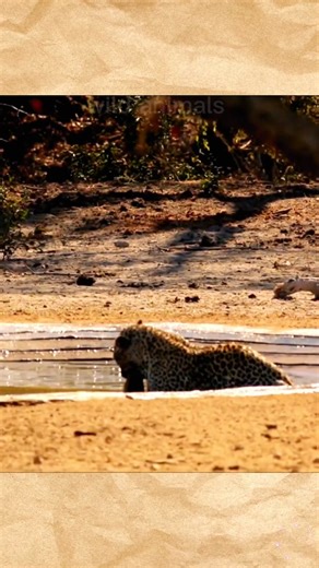 Leopard and Lion Encounter in the Wild