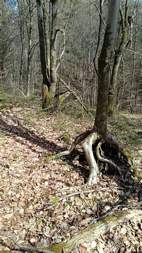 Krakenbaum - octopus tree #tree