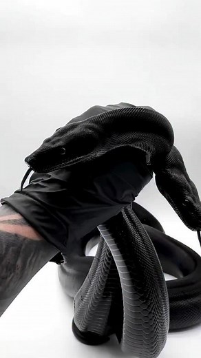 Beautiful black boas 🖤 Reptile Super Show in Pomona, CA on January 10-11 is the place to see all sorts of boa morphs, python morphs, and morphs of all sorts of other reptiles all in one place! Meet breeders and keepers and check out one of a kind animals in person! Video from @opulent.reptiles | Reptile Super Show