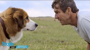 Dennis Quaid Speaks Out About “A Dog’s Purpose” Canine Abuse Allegations
