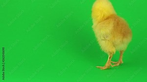 little yellow chicken on a green screen
