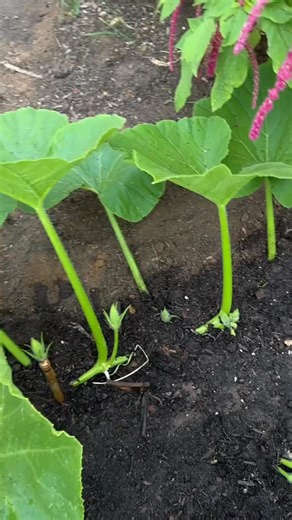 When growing giant pumpkins, you need to give the plant as much energy... - Pumpkin #garden #gardening #plants #howto | Green House Gardener