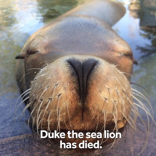 Rest in peace, Duke: The 31-year-old sea lion – a crowd-favorite and one of the oldest in the world – died this morning at the Cincinnati Zoo. He leaves behind millions of smiles. https://bit.ly/2PgElCU | WLWT