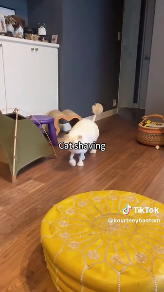 Funny Cat Shaved: Hilarious Pet Moments