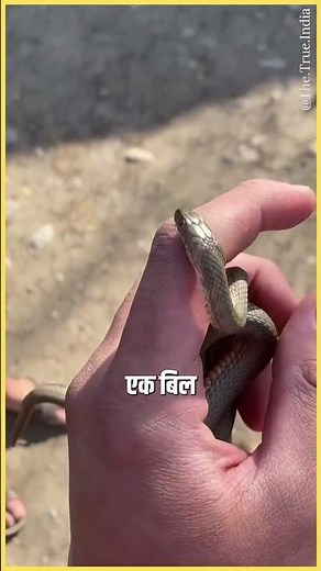 Shetphal Village: India’s Snake Village Where Cobras Live in Homes! 🐍