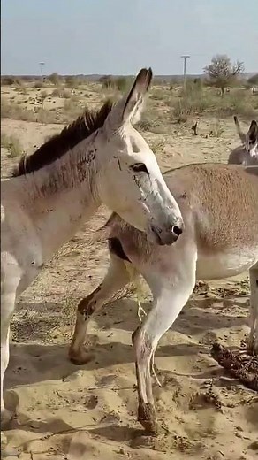 Natural Donkey Meeting#DonkeyBreeding #DonkeyMating #AnimalBreeding #Donkey #Livestock #FarmAnimals