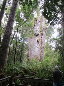 Waipoua Forest, Northland