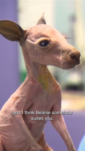 46K views · 972 reactions | Baby Kangaroo needs desperate help! 輦 #wildanimals #vet #australiananimal #australia #reelsviral #cuteanimals #australian #drchris #animalrescue #untamed #wildlife #animal #documentary #bondivet | Untamed | Facebook