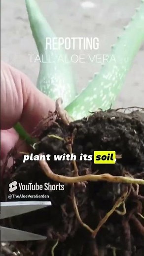 Repotting Tall Aloe vera Plant