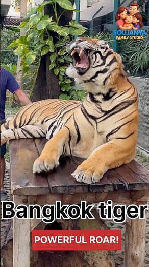 Real Tiger Roar 🔥 Bangkok Zoo | Powerful Sound | Must Watch!