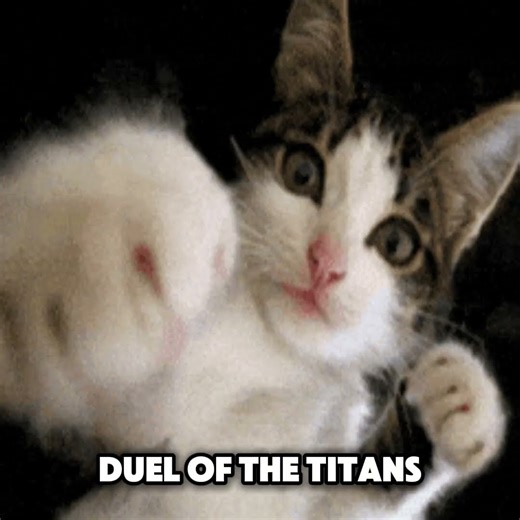 James VS Ronald In The Tournament Of Evil #funny #cat #meme