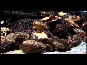 CASMA, una perla frente al mar 2