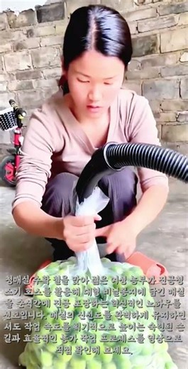 청매실 대량 진공 포장하는 달인의 기술 #worker #process #plum #vacu