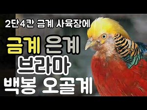 금계 사육장 2단4칸에 금계 은계 브라마 백봉오골계를 넣고, 청계 분양도 하고