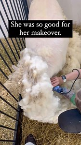 Since I am in the thick of shearing and getting lots of great questions on our stories - let’s talk about it! The most FAQ: 🐑What do we do with the wool? We compost some, leave some for wildlife, and will stuff pig beds to keep our pig residents warm in the winter. We do not sell any animal products, and that includes wool. Although our residents are sheared with love - the majority of sheep are not , and the wool industry is very cruel. 🐑What do wild sheep do without humans to give them hairc